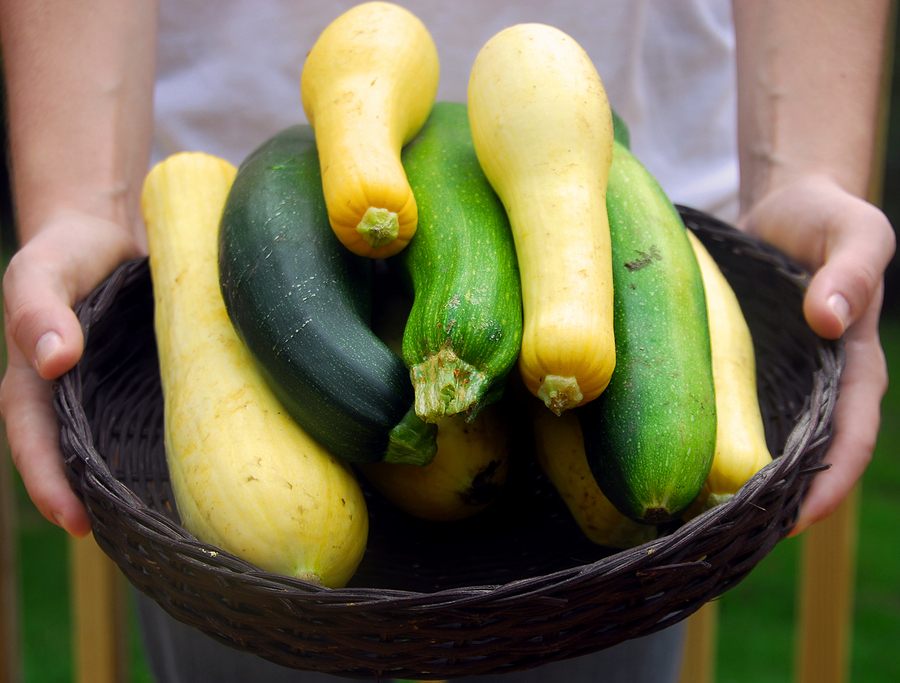 Summer squashes, straighneck and zucchini