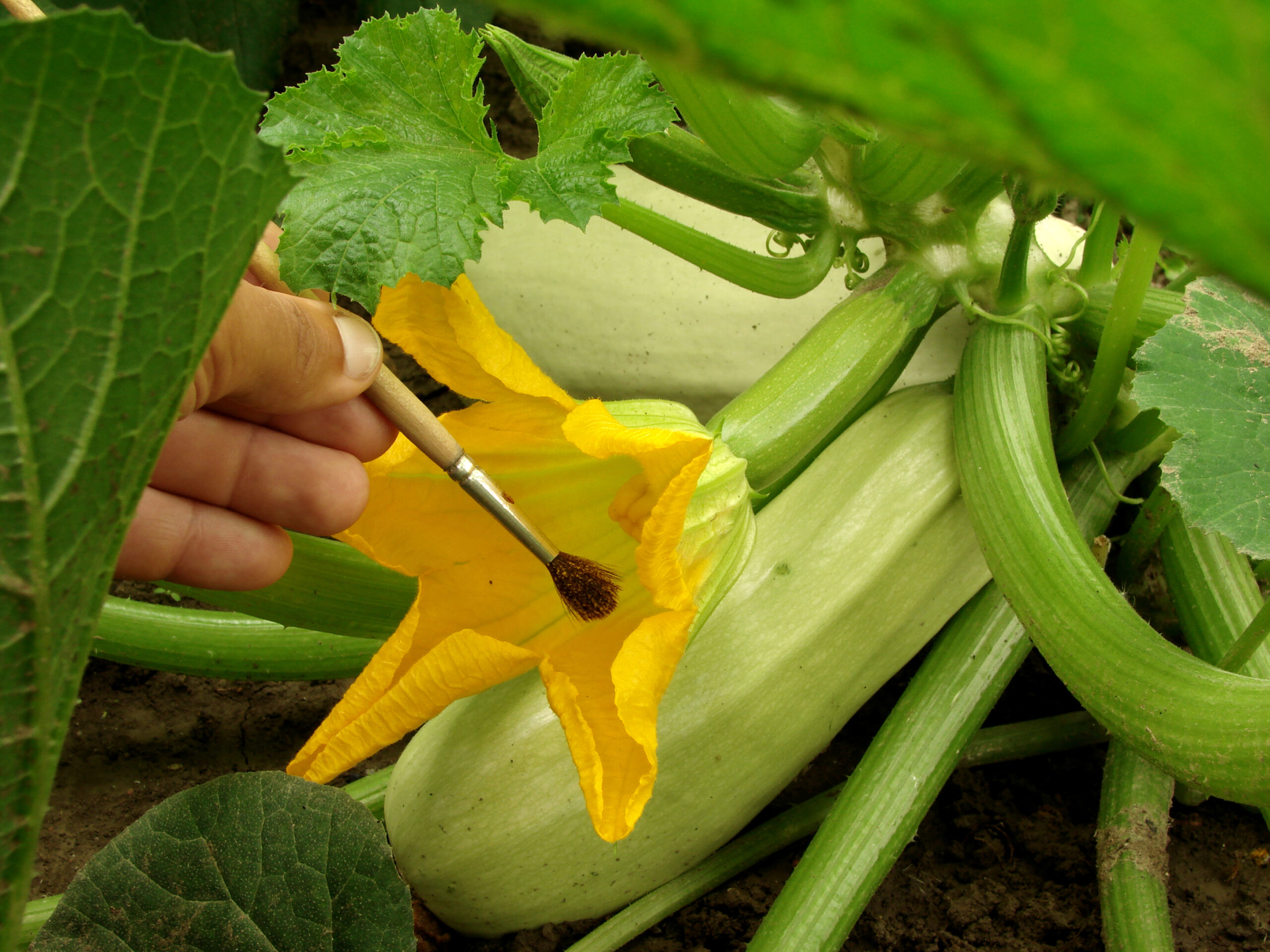 Using a brush to pollinate squash flower.