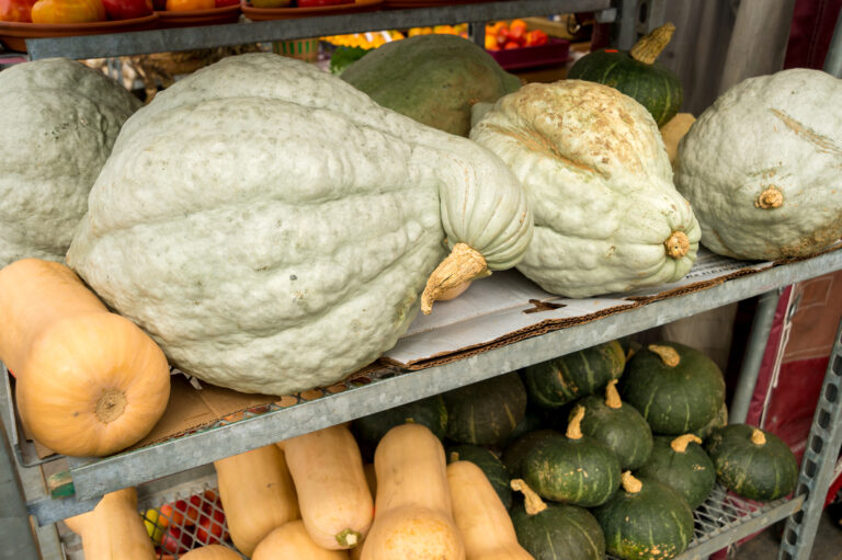 Winter squashes curing after harvest