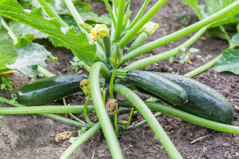 Zucchini in garden