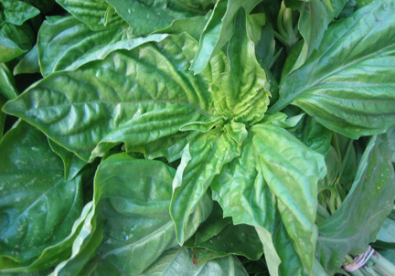 Basil leaves