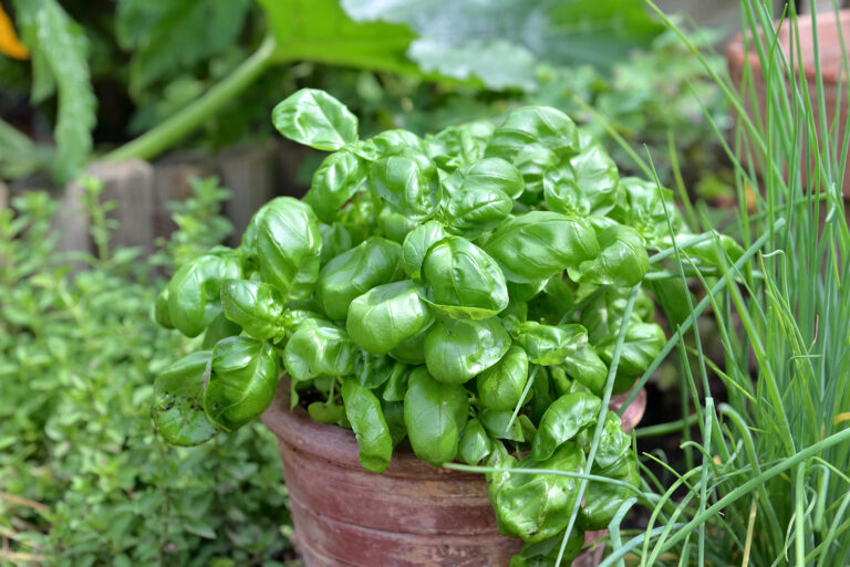 Basil in garden pot