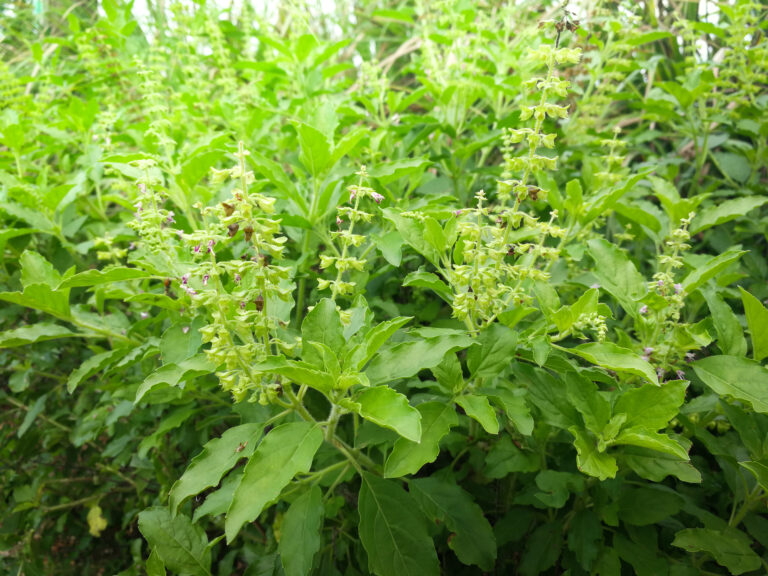 Holy basil