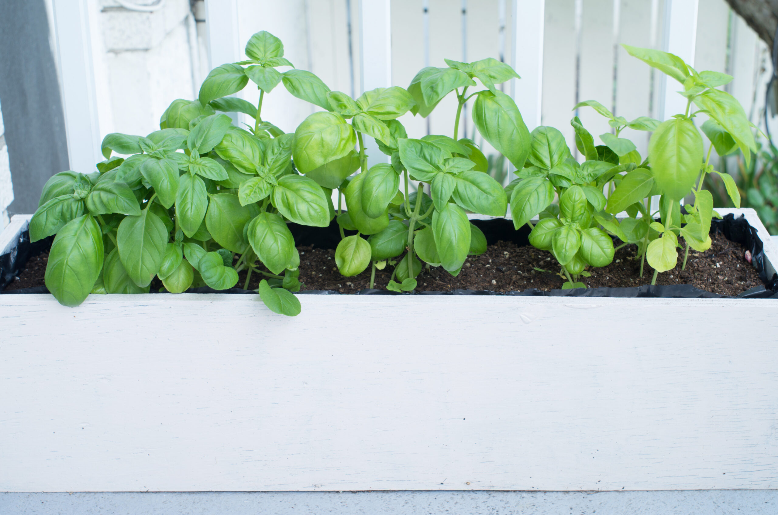 Basil in window box