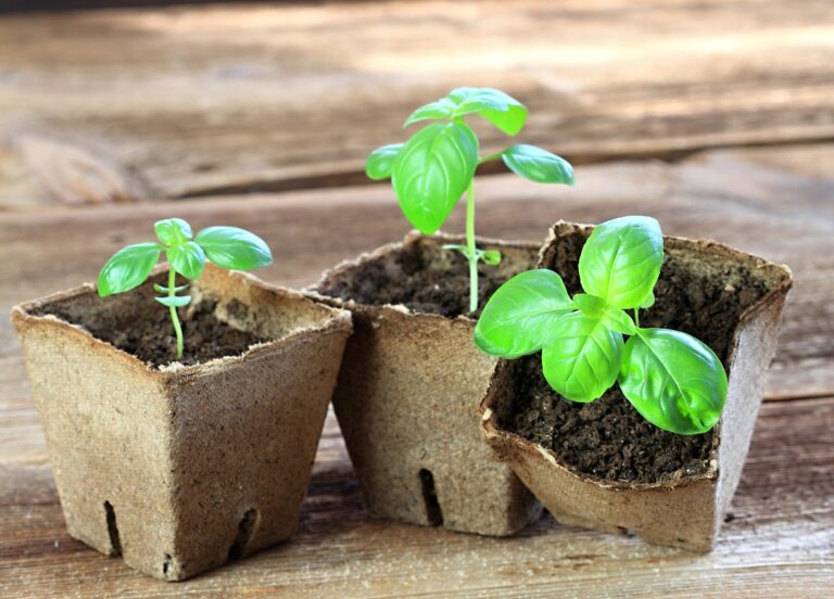 Basil
