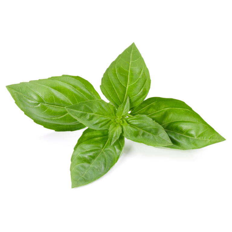 Basil leaves