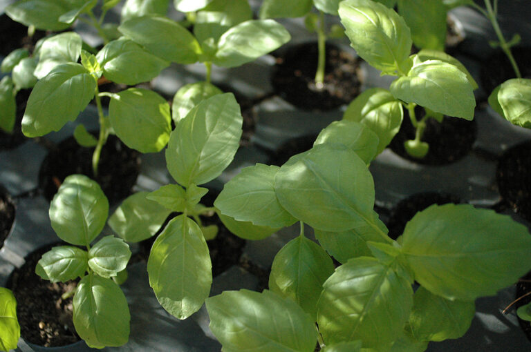 Basil in dappled shade