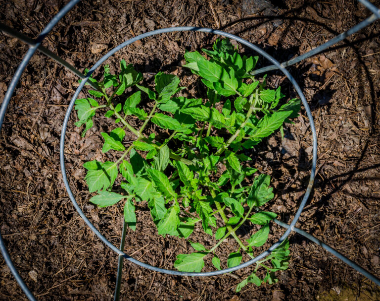 Caged tomato