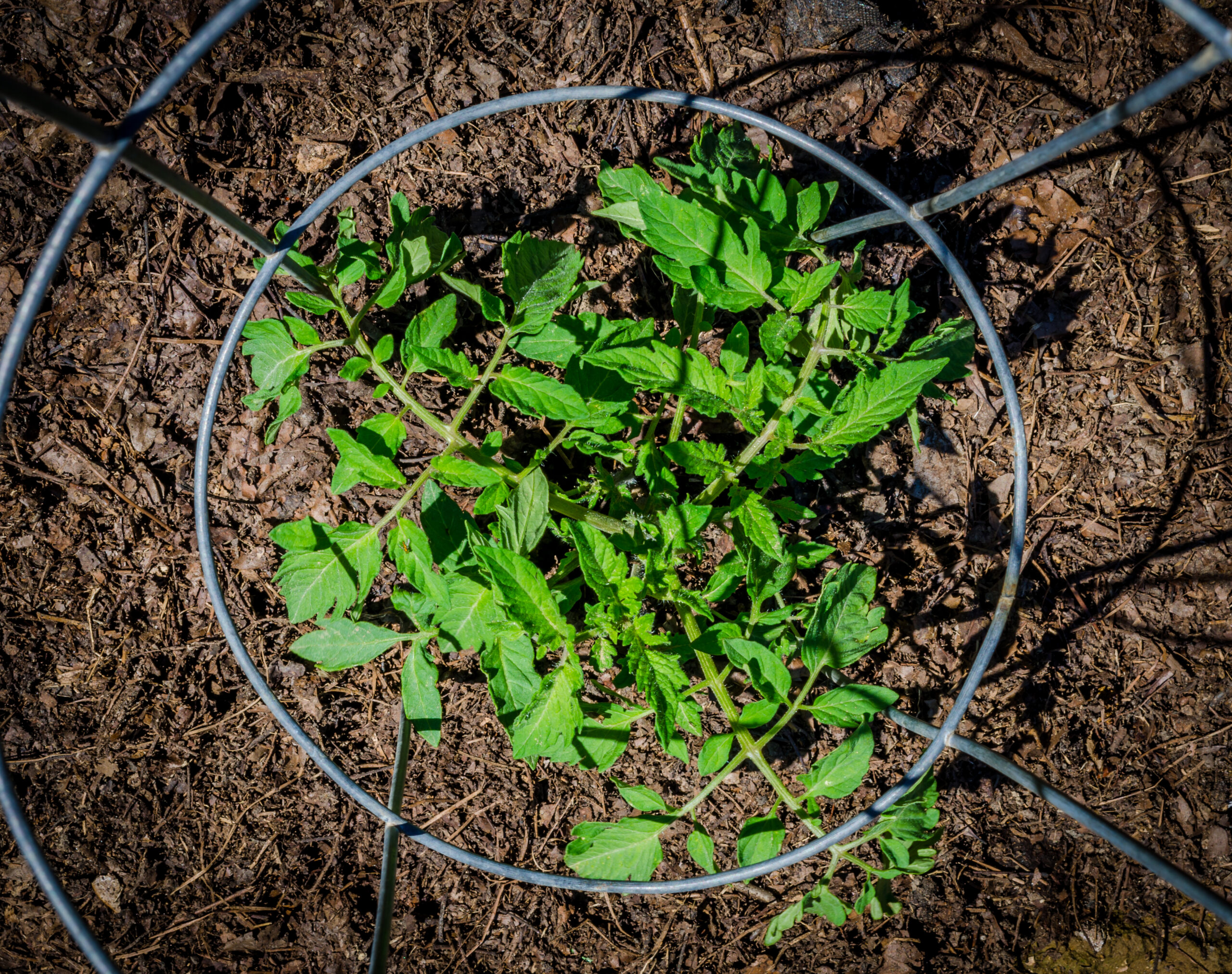 Caged tomato