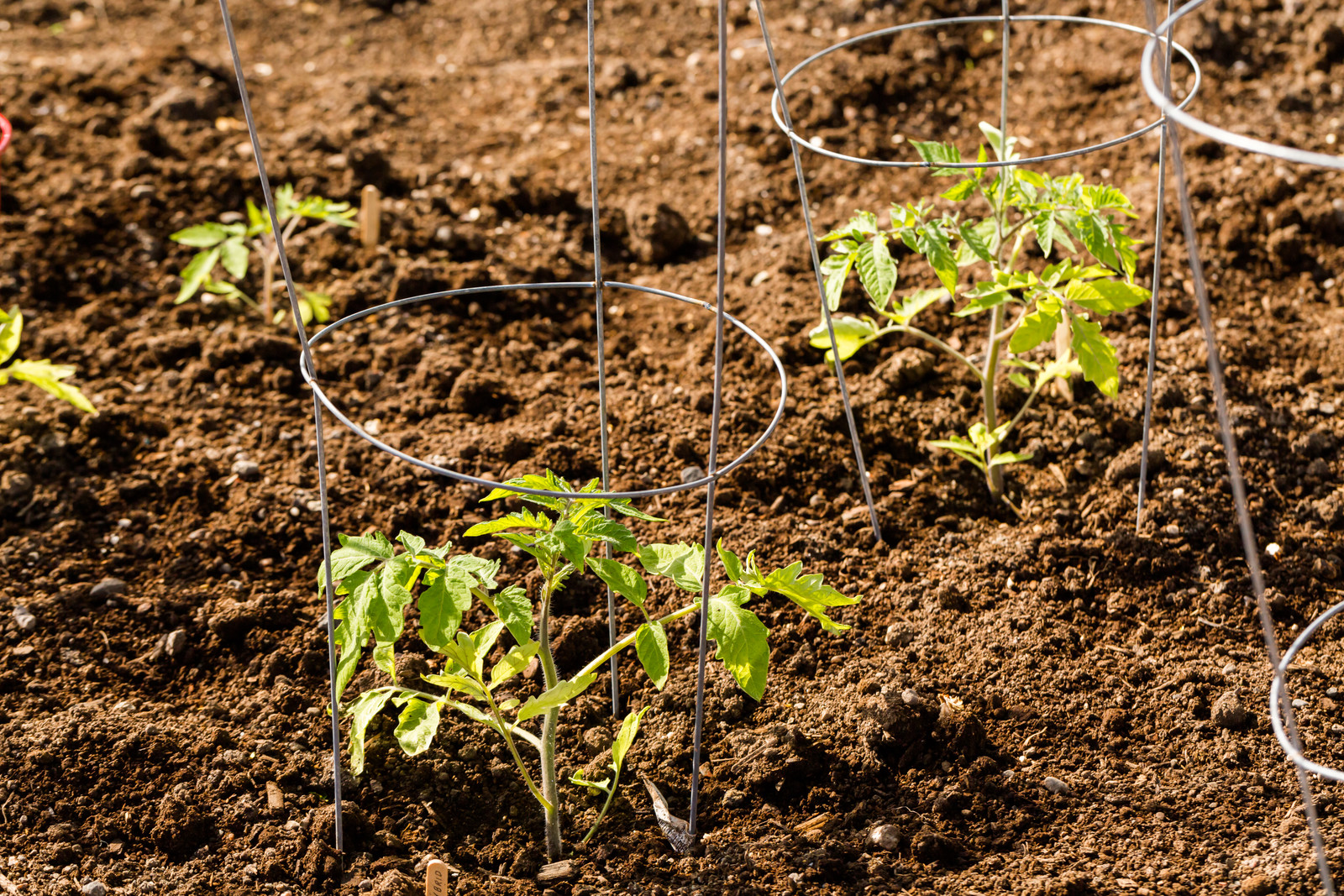 Planting tomatoes for a fall harvest