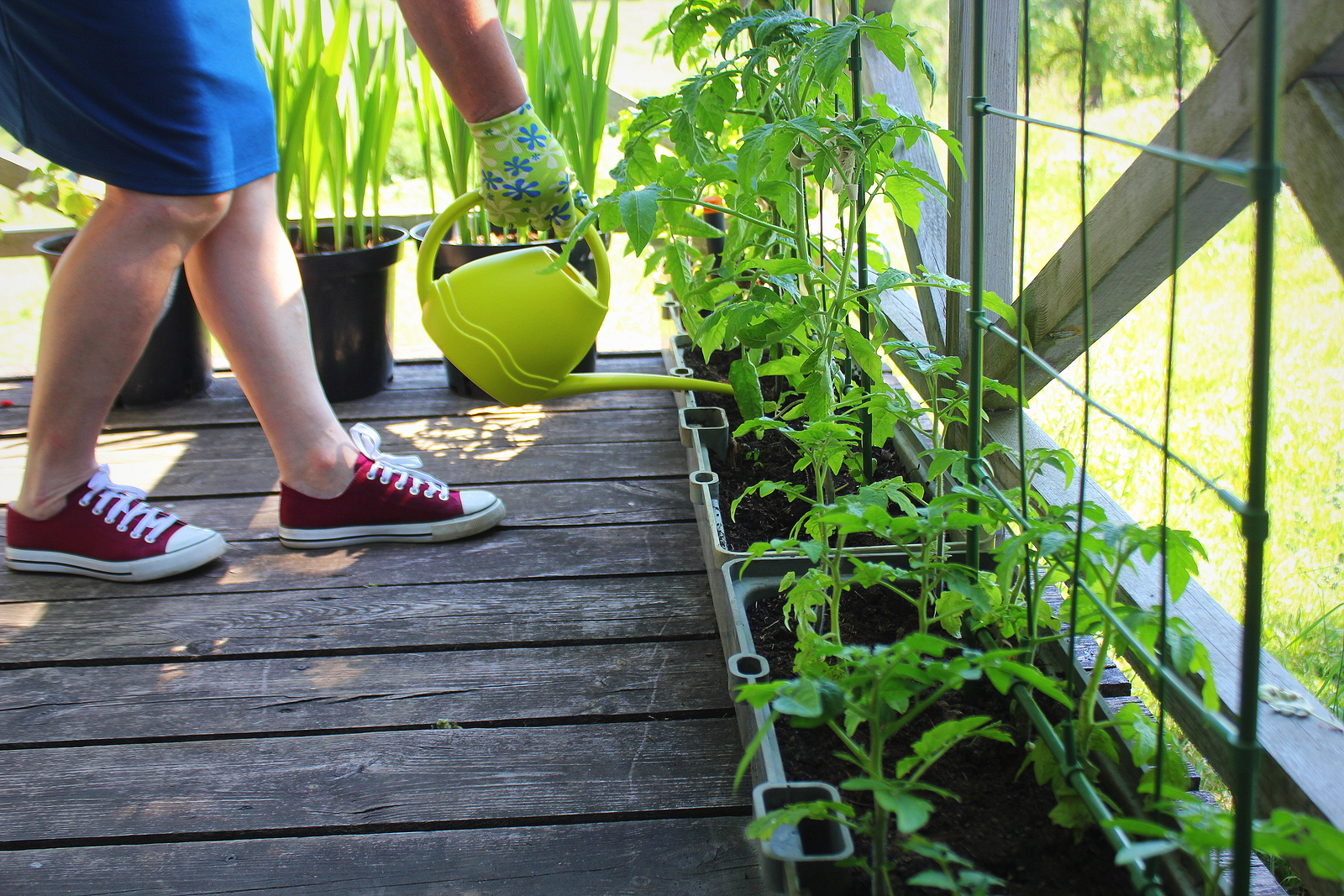 Growing tomatoes on a porch