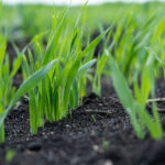 Sweet corn needs consistent moisture from early growth onward
