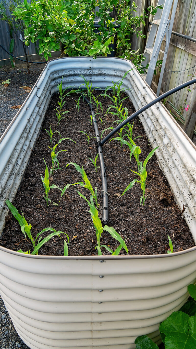 Can You Grow Corn in Containers? Yes-Here’s How