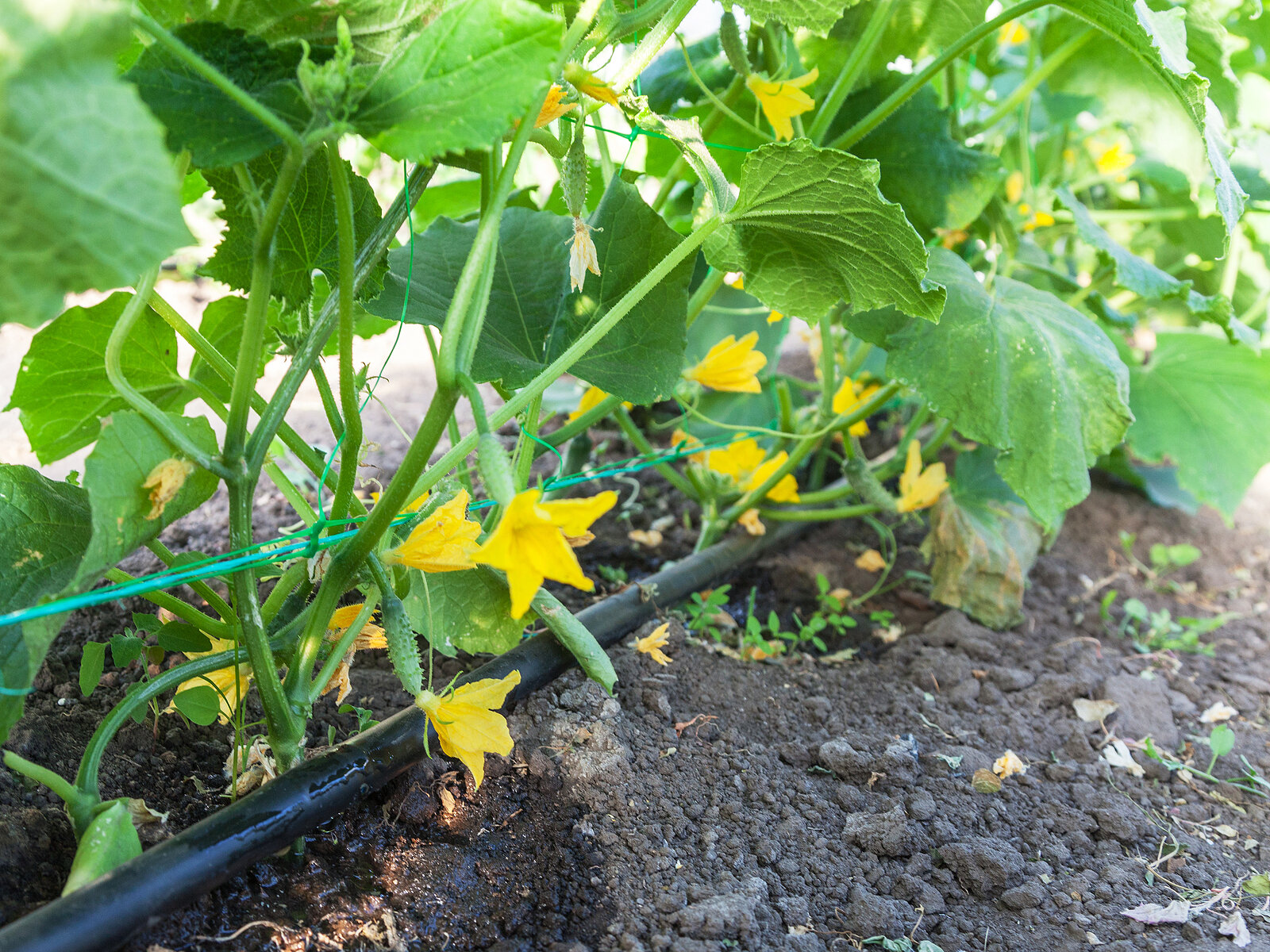 Cucumbers growing up trellis
