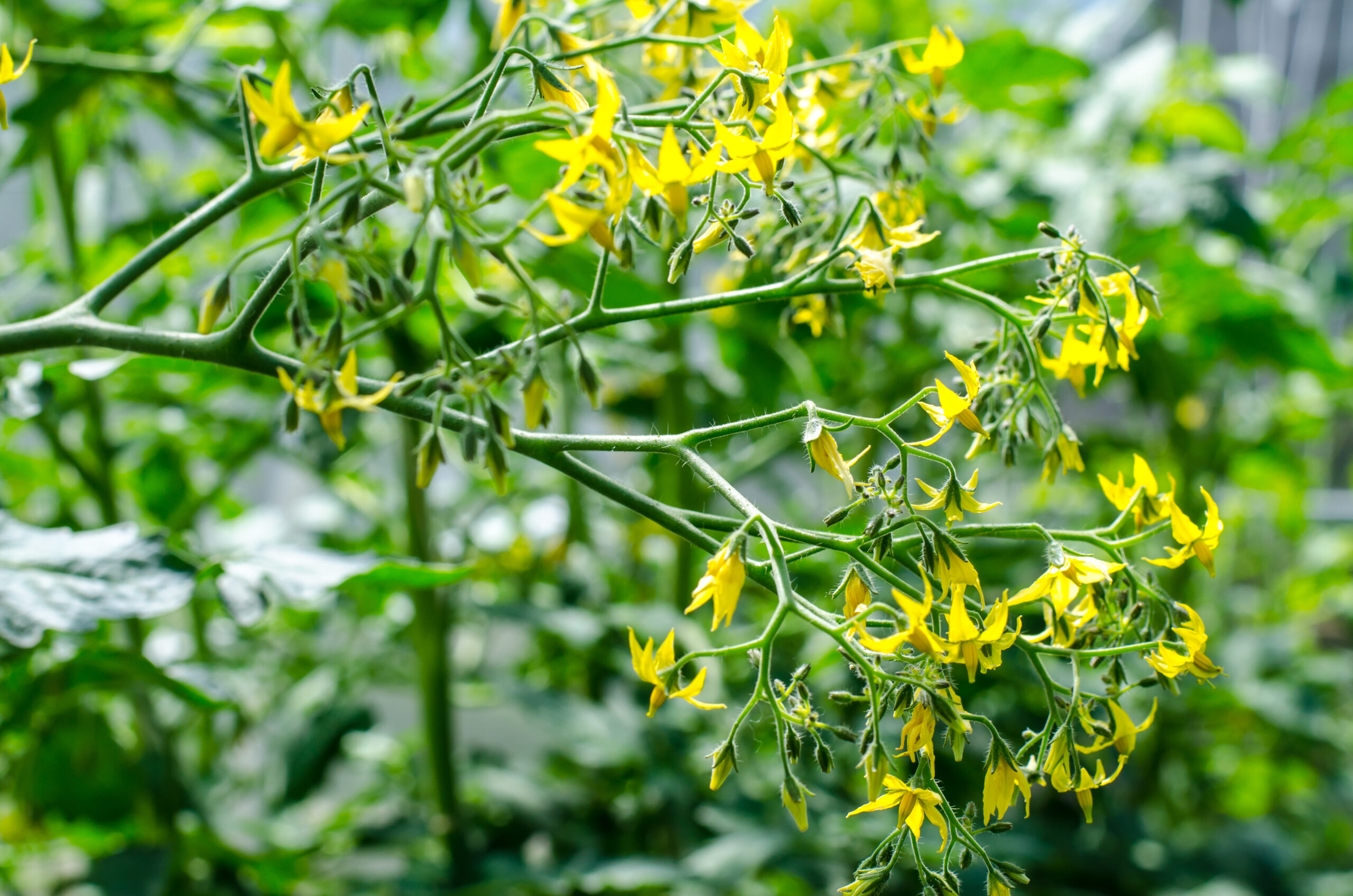 Tomato plant flowers