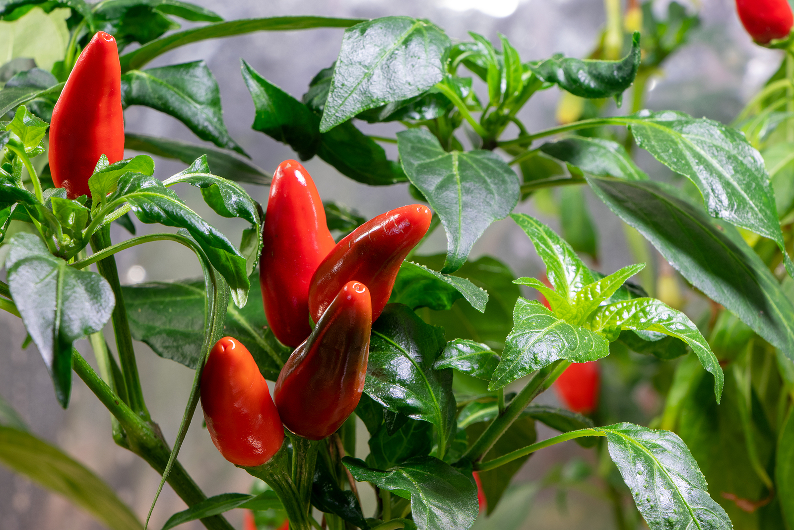 Hot peppers growing in a container on patio