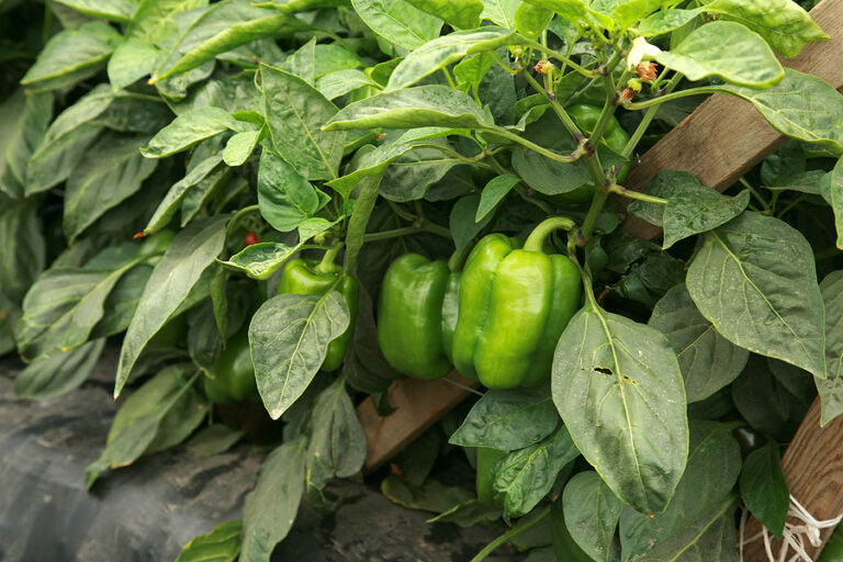Pruning pepper plants to increase harvest