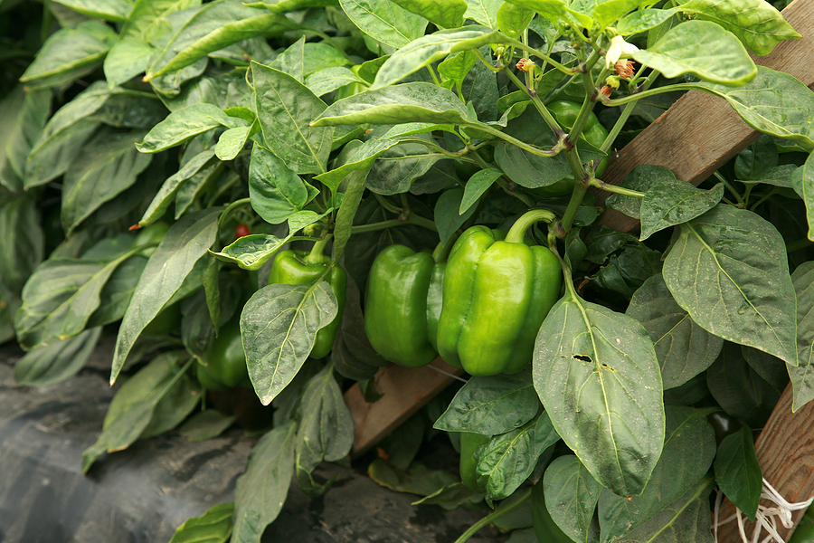 Pruning pepper plants to increase harvest