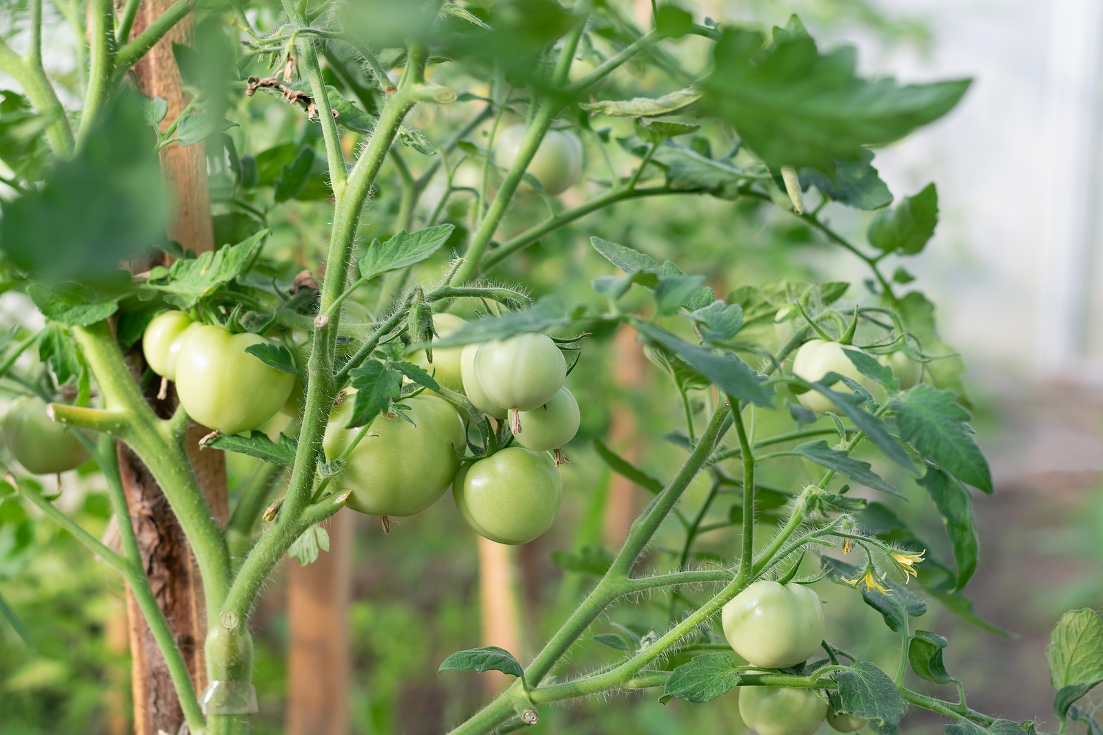 Tomato plant with fruit