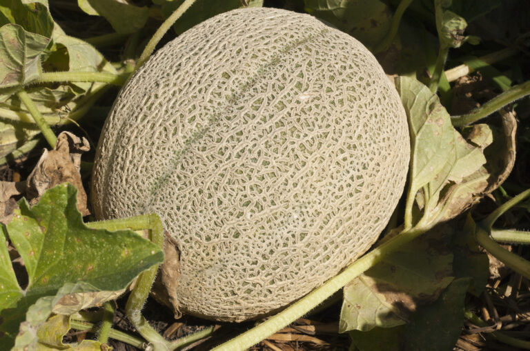 Cantaloupe in garden