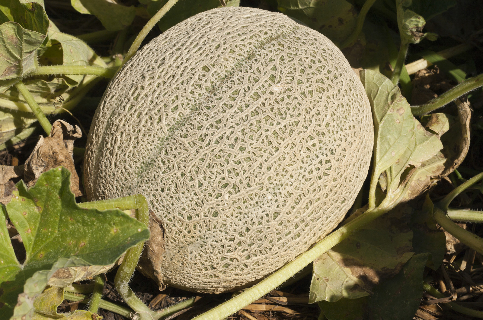 Cantaloupe in garden