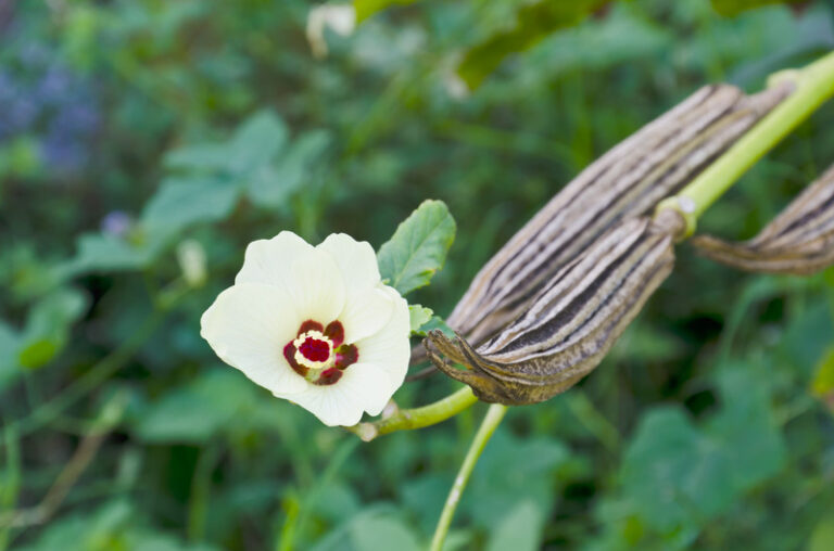 Okra flower and pod