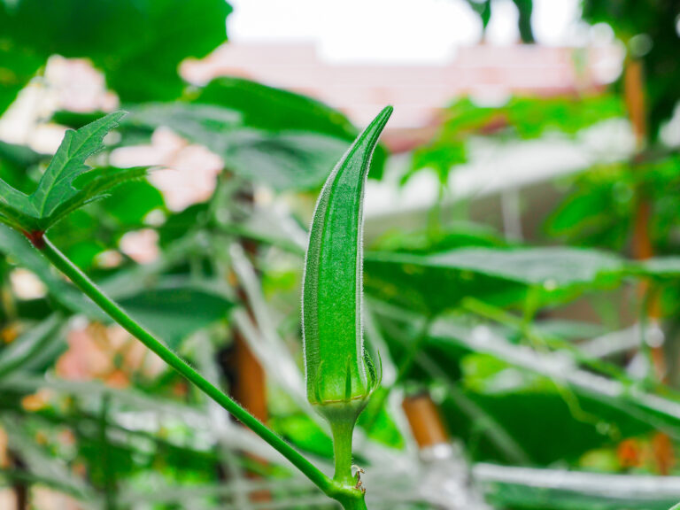 Okra growing in a pot