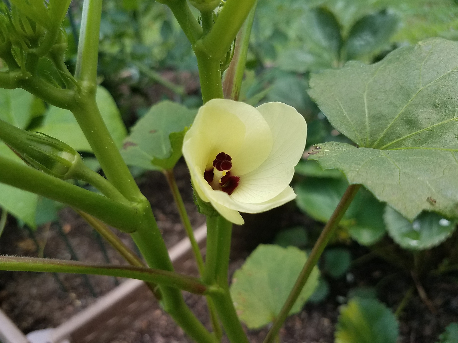 Flowering okra