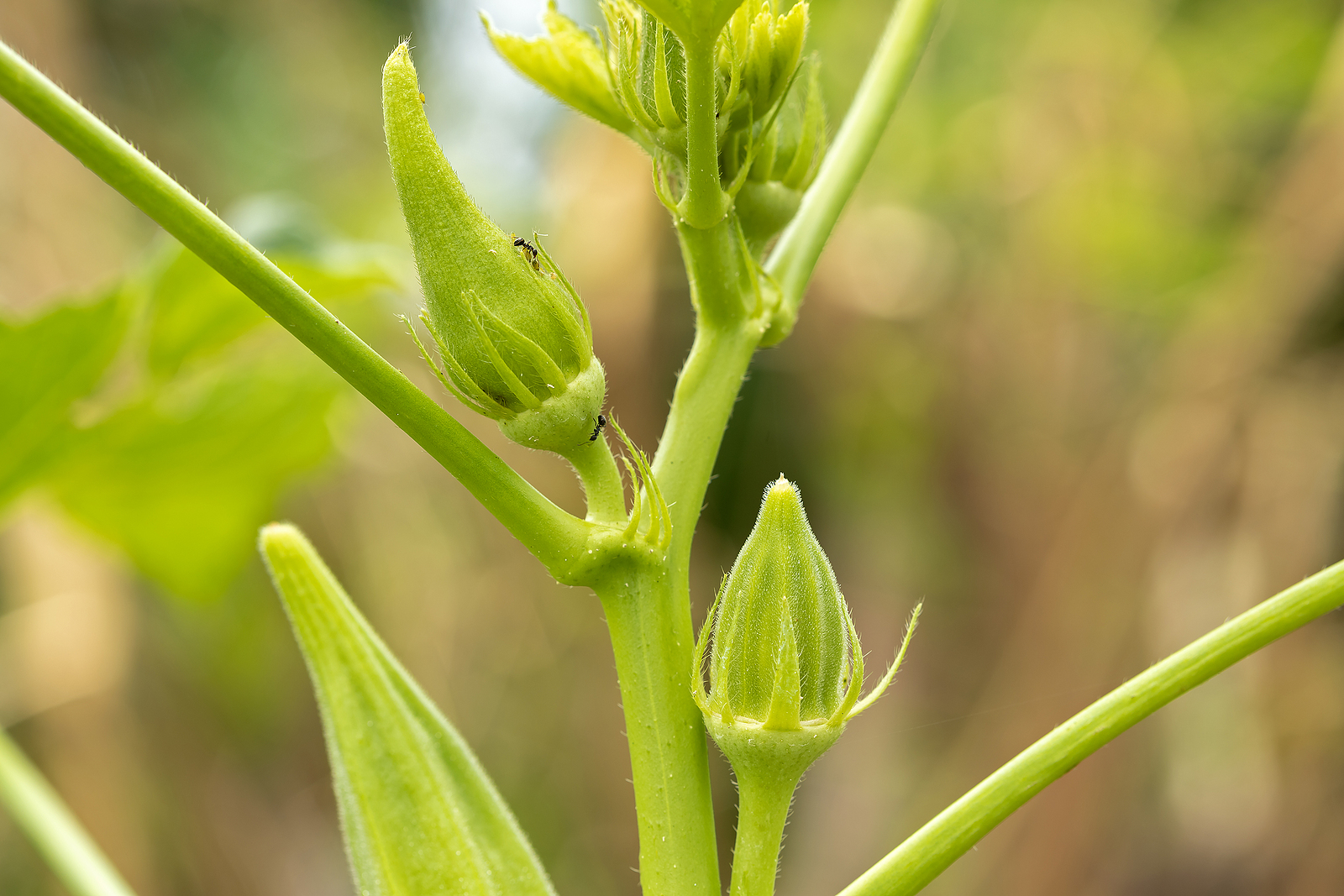 Okra pods