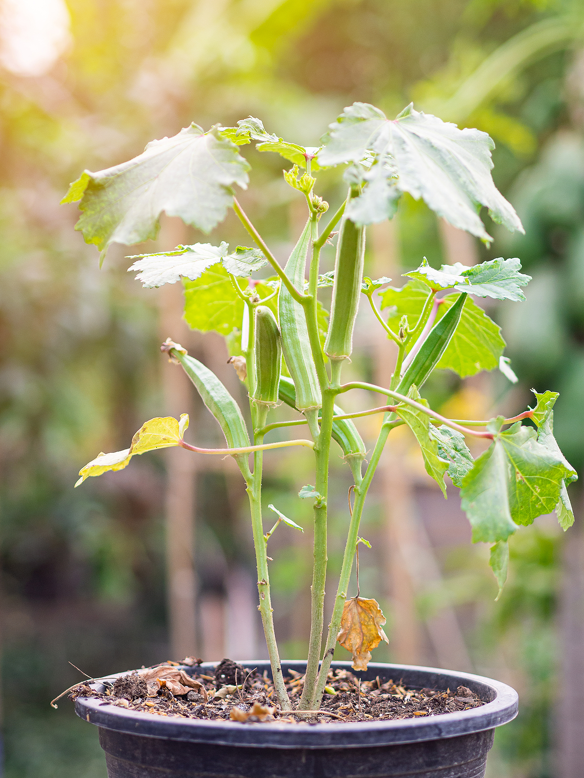 How to Grow Okra in Containers: Tips from My Garden