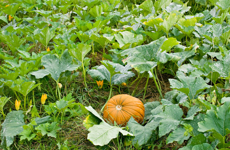 Punpkin at harvest