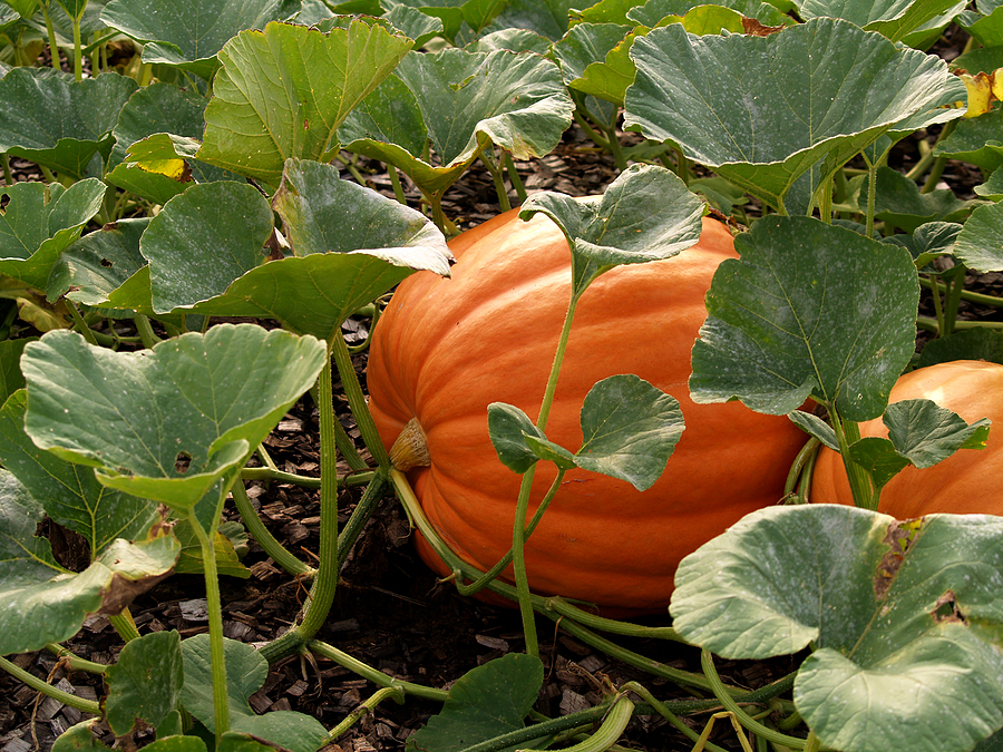 How one can Develop Pumpkins: Full Information from Planting to Harvest