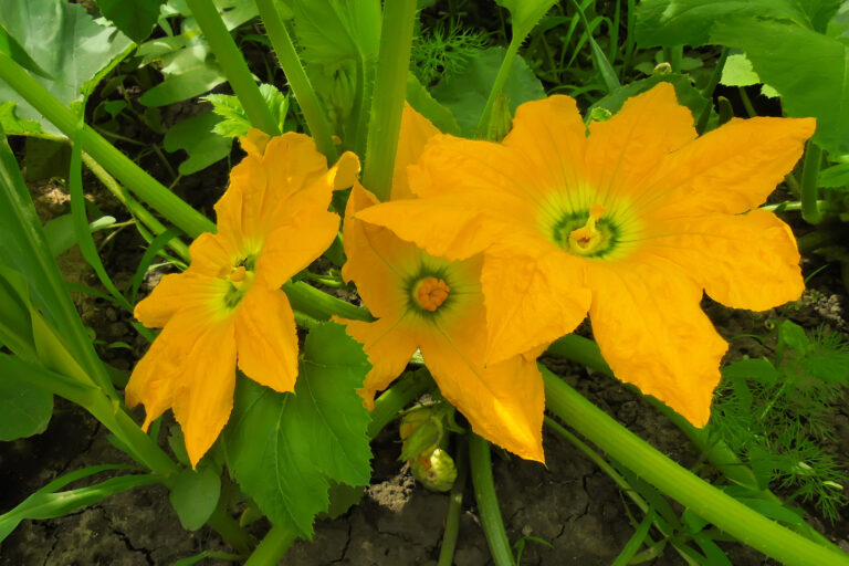 Pumpkin flowers
