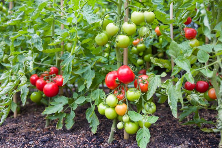 Tomatoes at harvest time