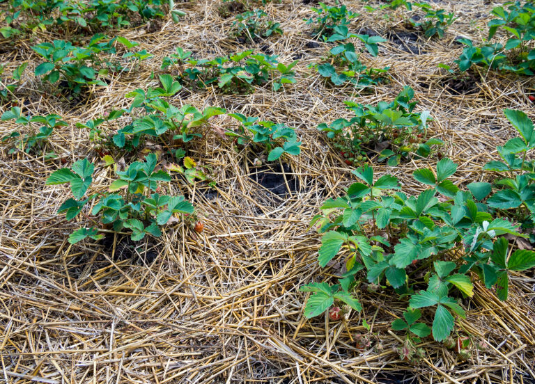 Summer mulch to keep the soil cool