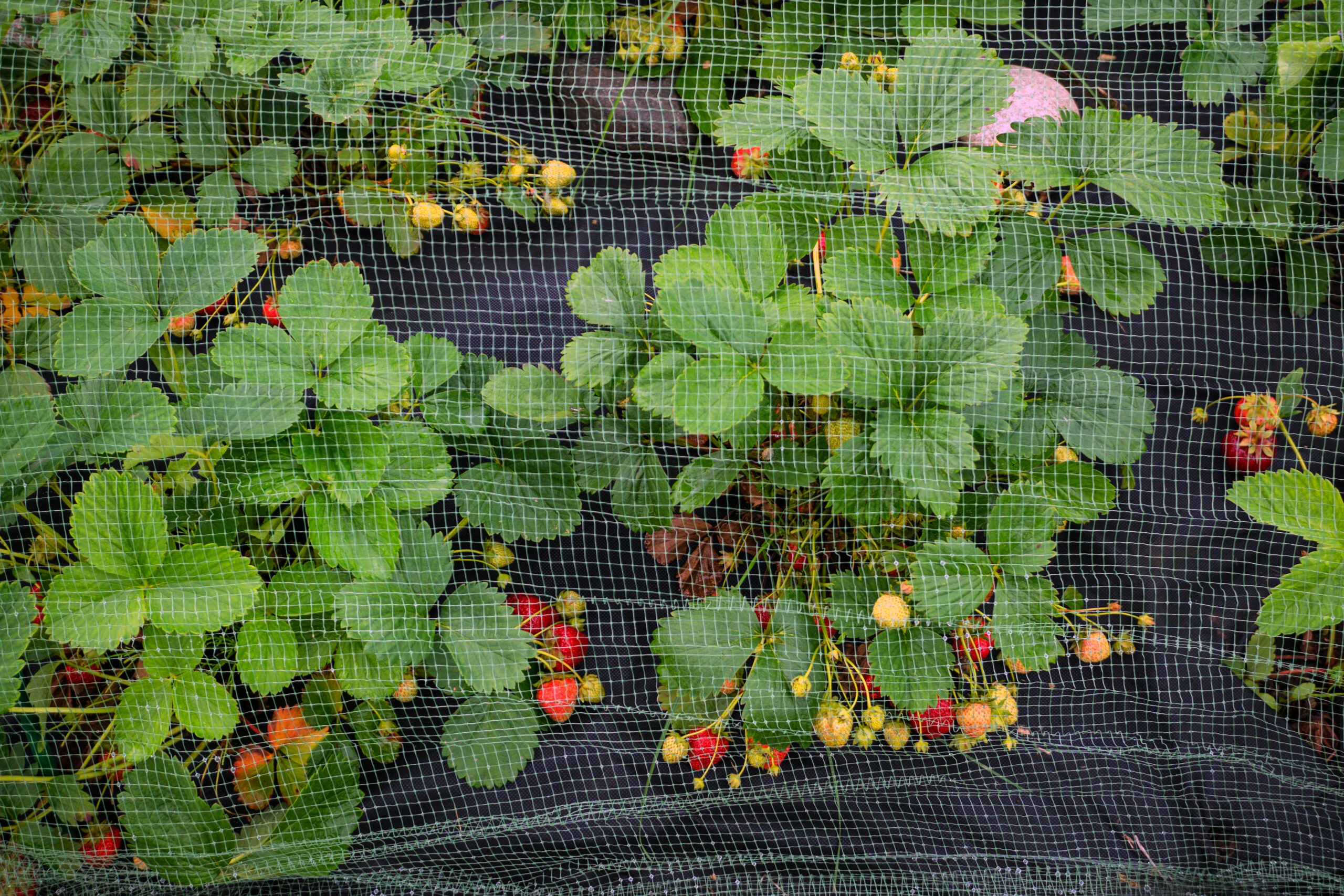 Strawberry harvest time