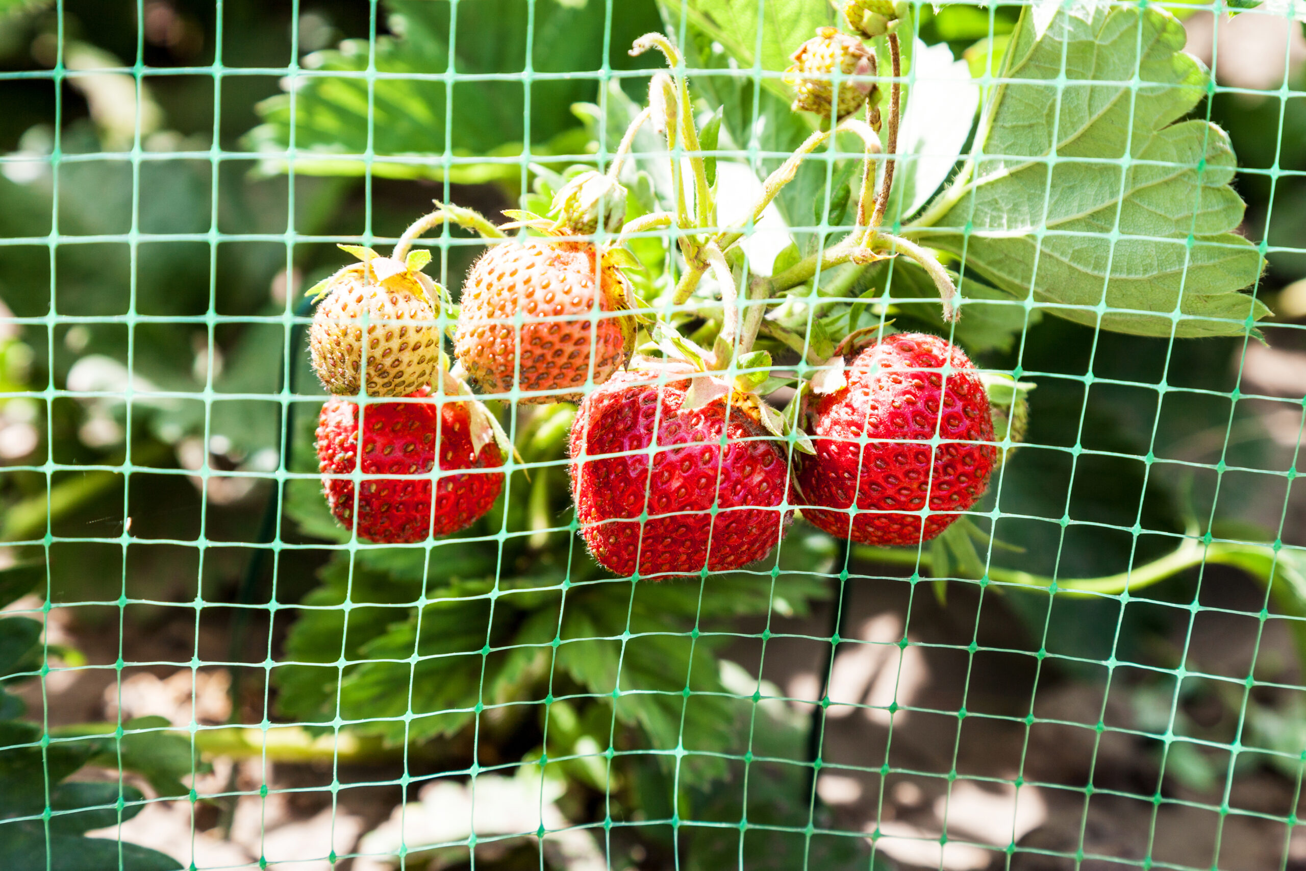 Strawberries protected in summer