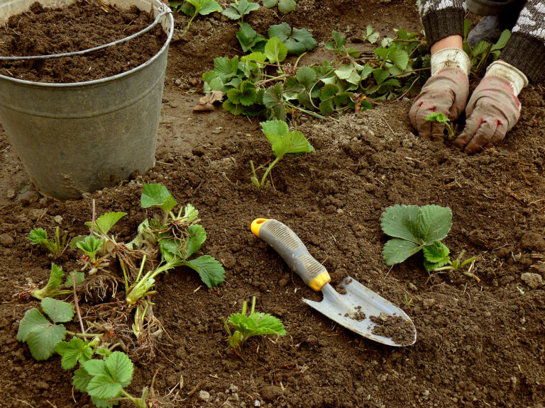 Planting strawberries