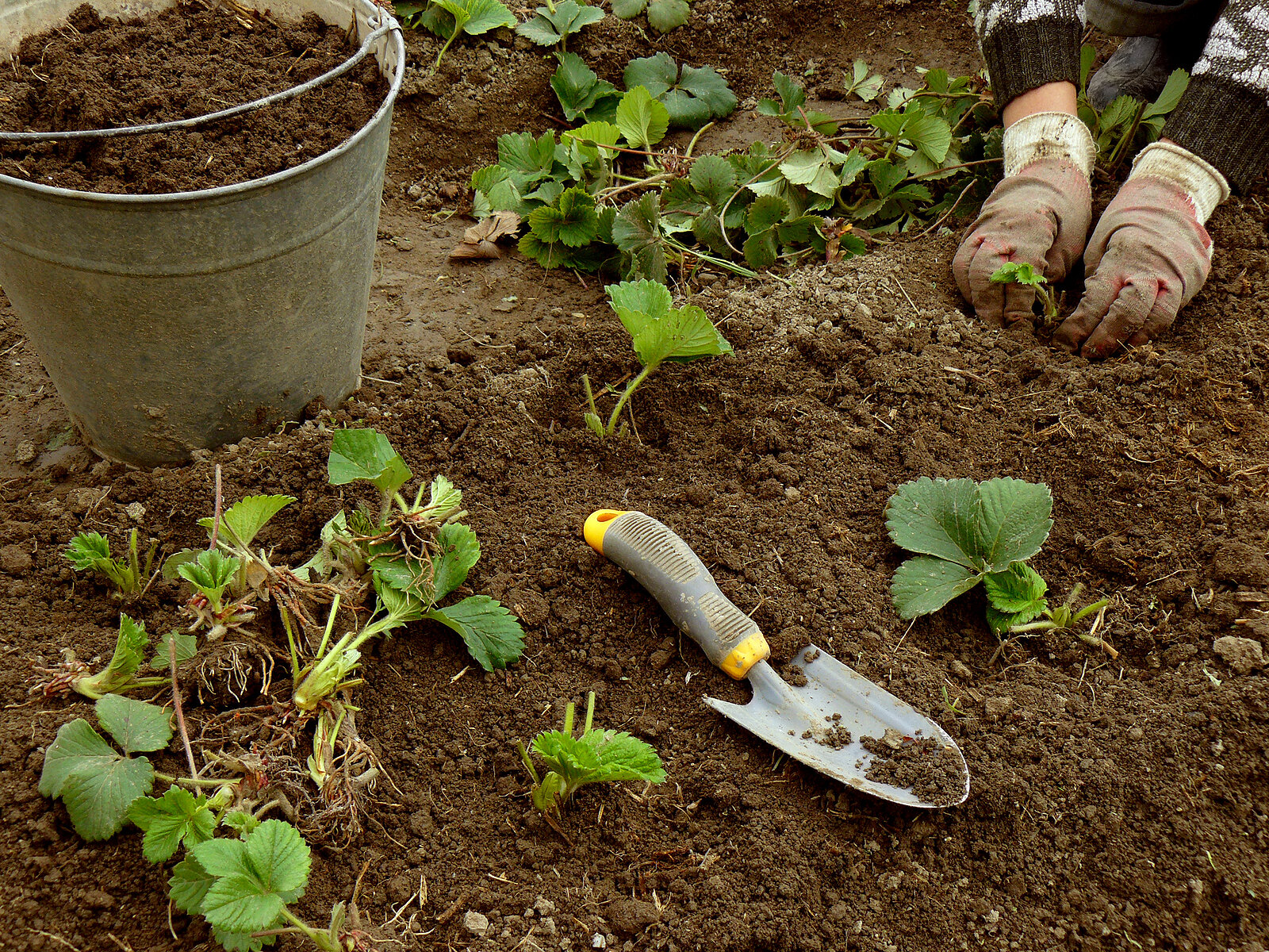 Planting strawberries