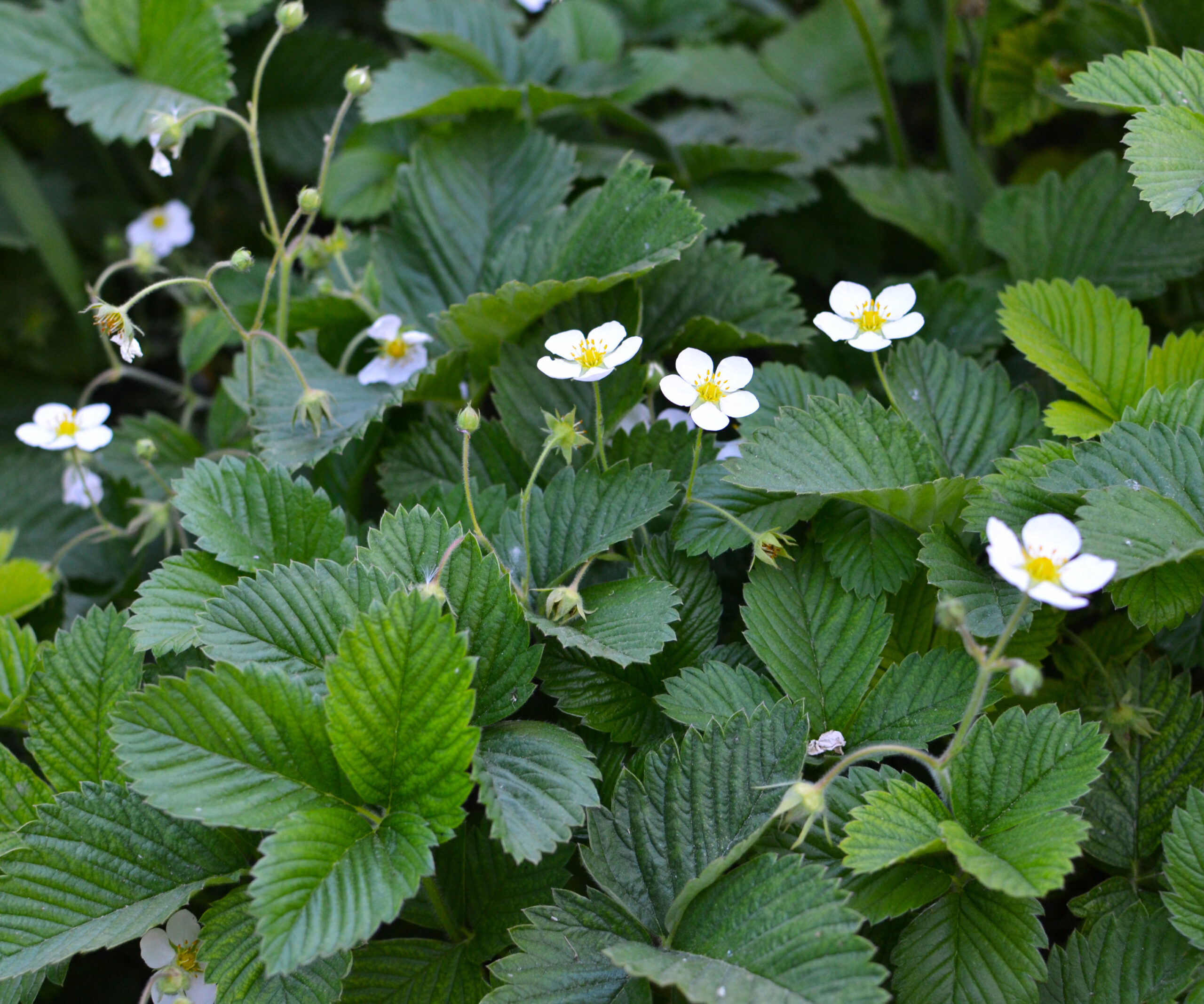 Strawberry plant flowering
