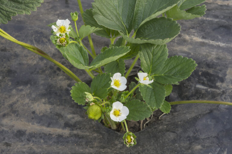 Strawberry grown from runners