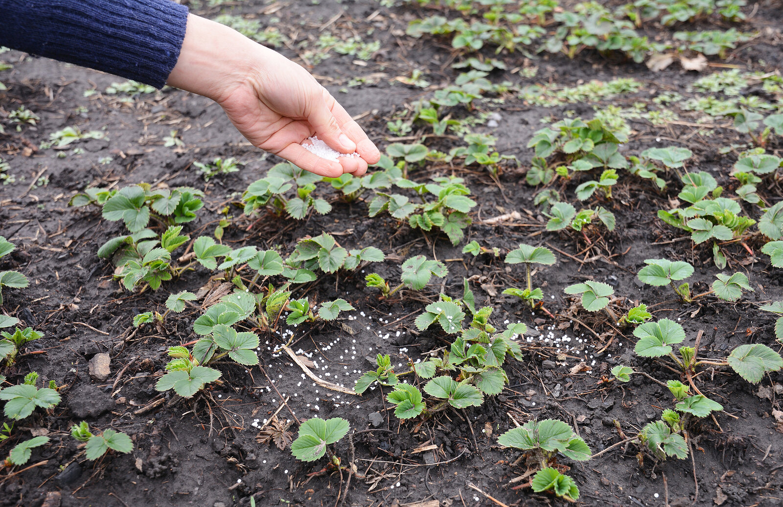 Strawberry starts transplanted to garden