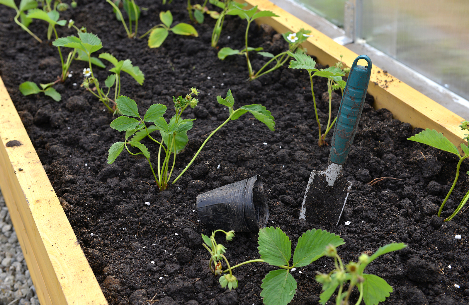 Planting strawberries in a raised bed