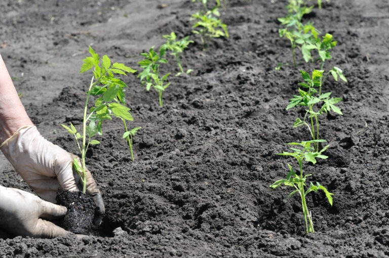 Transplanting tomatoes