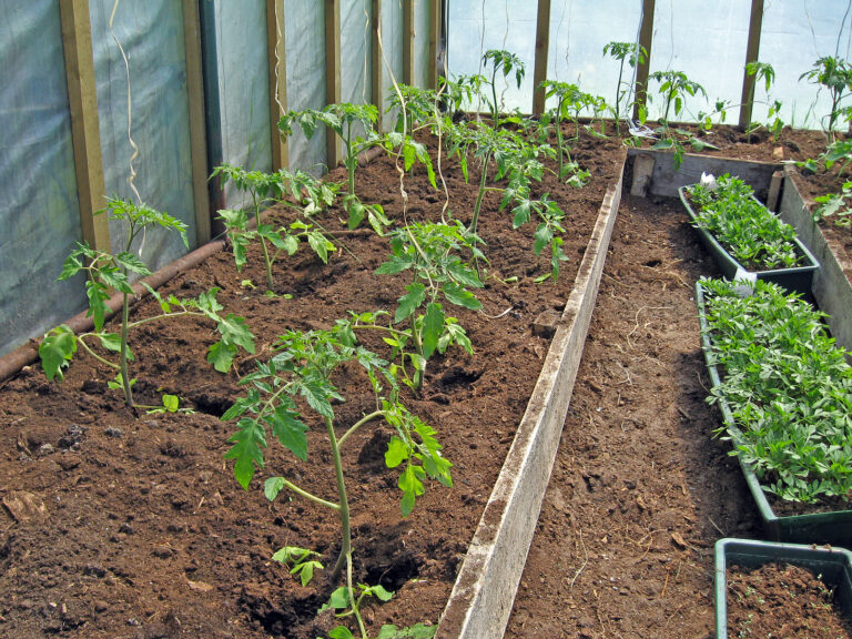 Planting tomatoes
