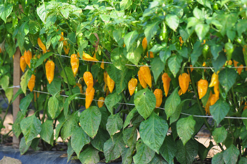 Hot peppers ripening on trellis.