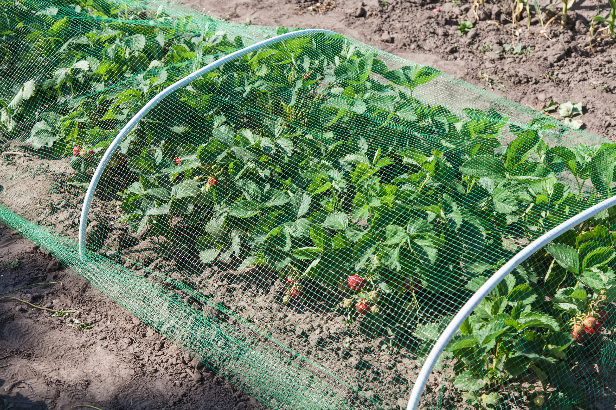Bird-proofing strawberries