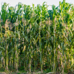 Corn block planted, tasseling