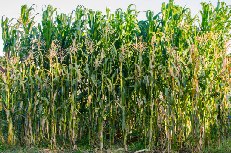 Corn block planted, tasseling