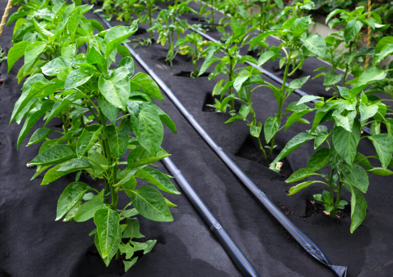 Pepper plants getting drip irrigation
